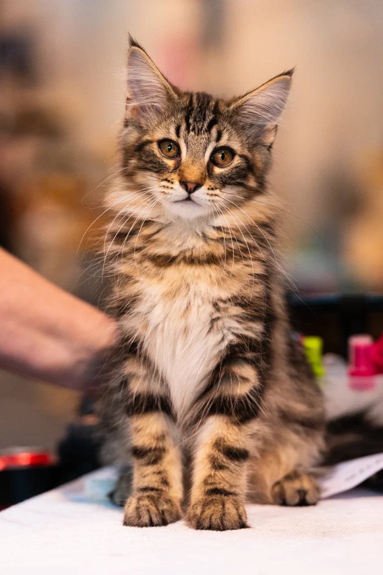 A fluffy brown tabby kitten with prominent ear tufts sits upright on a table while a person's hand rests gently nearby.