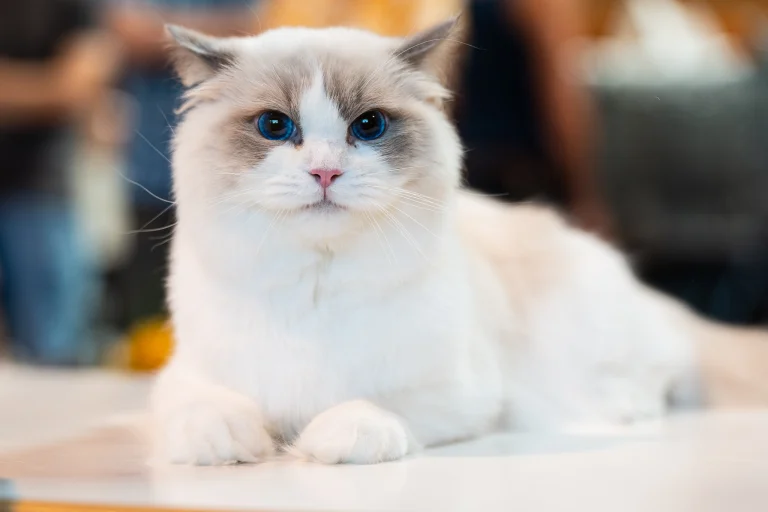 A fluffy white cat with blue eyes rests on a surface, viewed indoors with a softly blurred background.