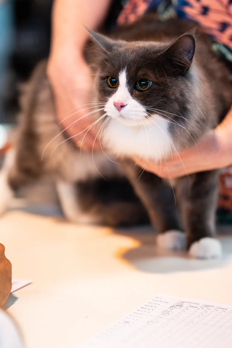 A person holds a fluffy grey and white cat with bright yellow eyes on a table.