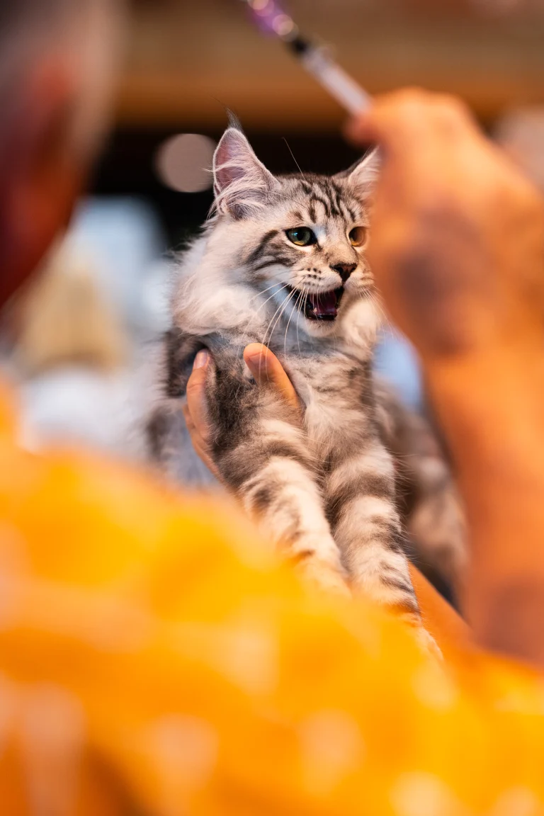 A fluffy grey and white cat with open mouth is held up while someone dangles a toy above it.