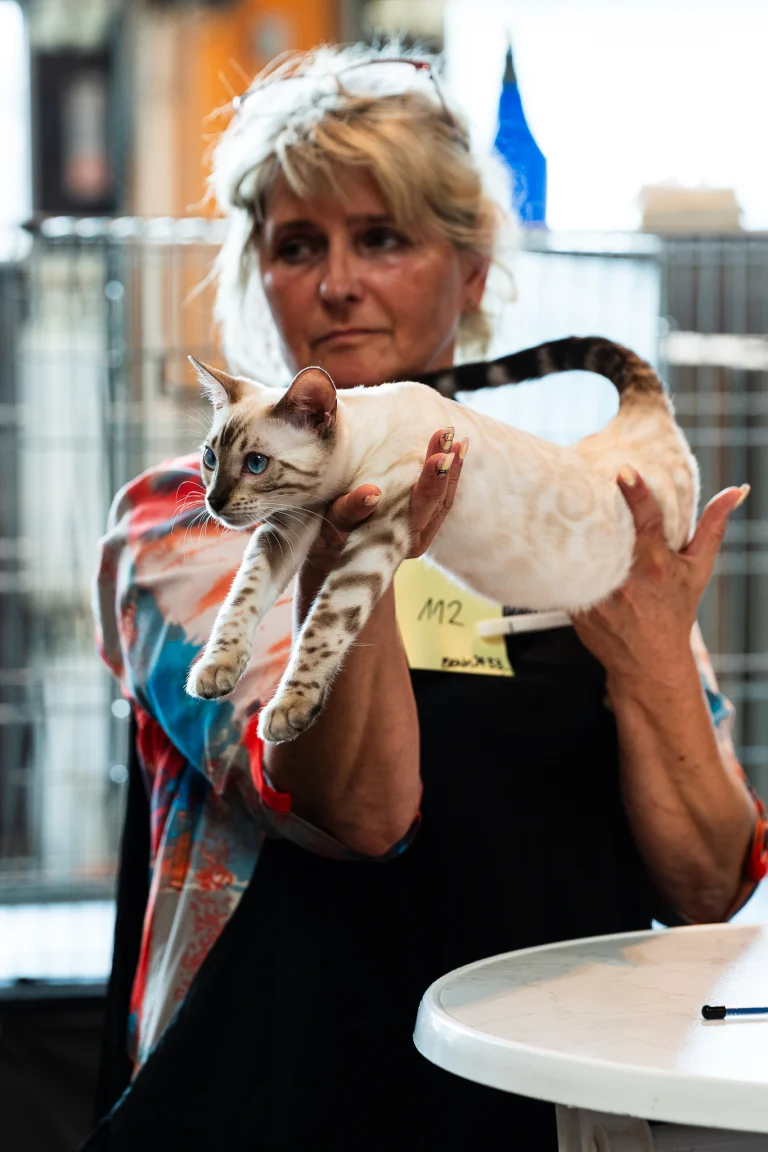 A woman holds a spotted, light-colored cat with blue eyes, displaying it with an identifying tag labeled M2 attached to her clothing.