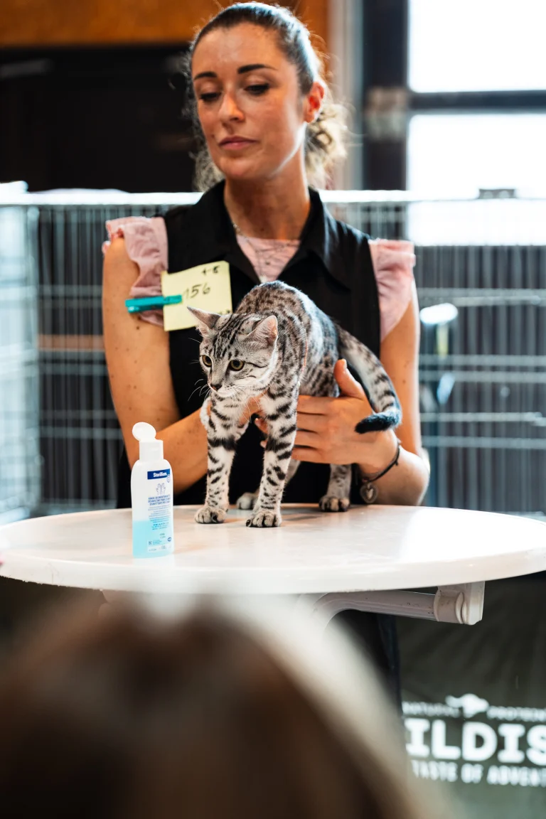 A woman holds a spotted cat on a white table next to a bottle of hand sanitizer.