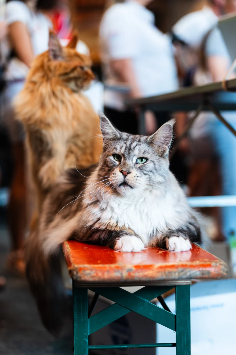 A fluffy grey and white Maine Coon cat lies on a red and green bench, with another ginger cat standing in the blurred background.