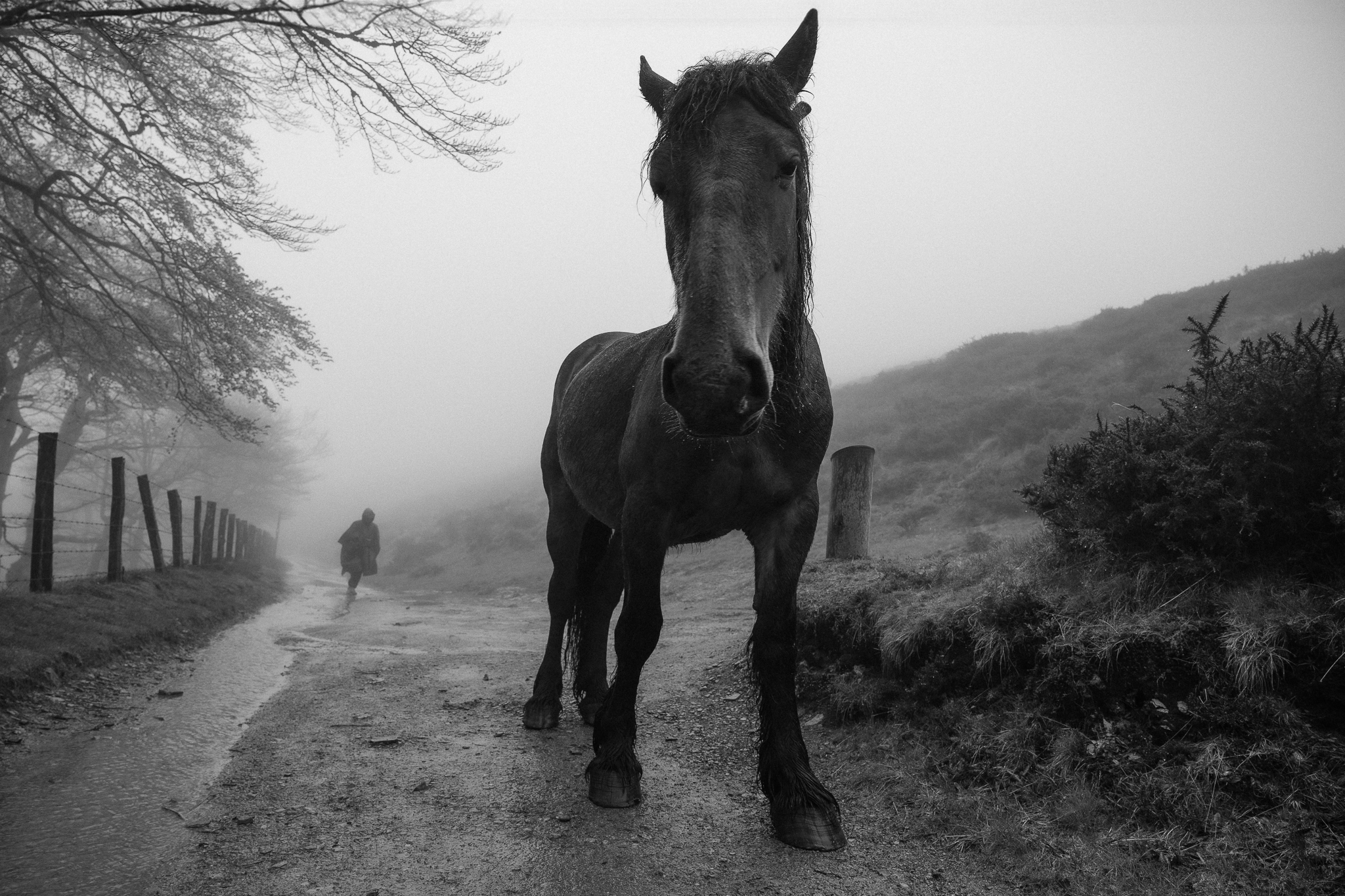 Ein dunkles Pferd steht auf einem nebligen Feldweg, während im nebligen Hintergrund eine Person weggeht.