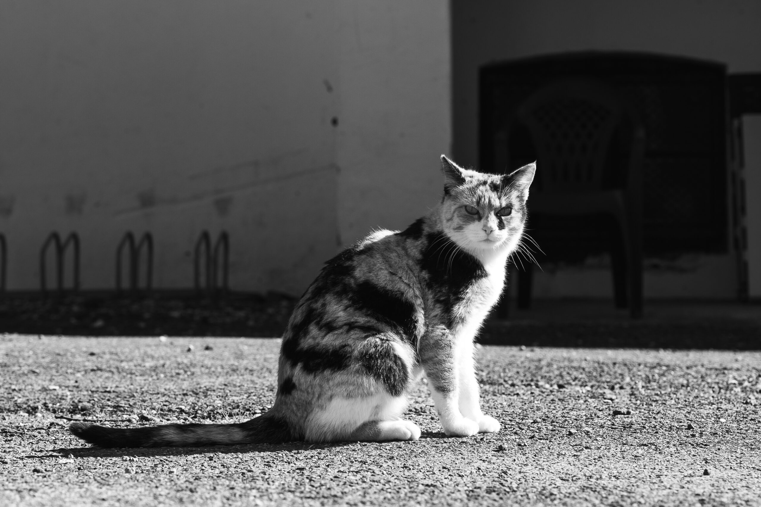 Fekete-fehér fotó egy tarka macskáról, amely a szabadban, kavicson ülve a kamera felé néz.