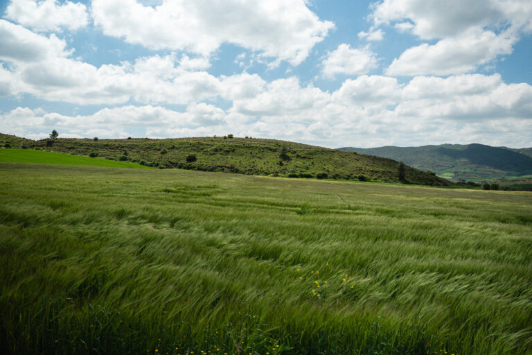 Wind ripples green crops in a large field beneath rolling hills and a cloudy blue sky.