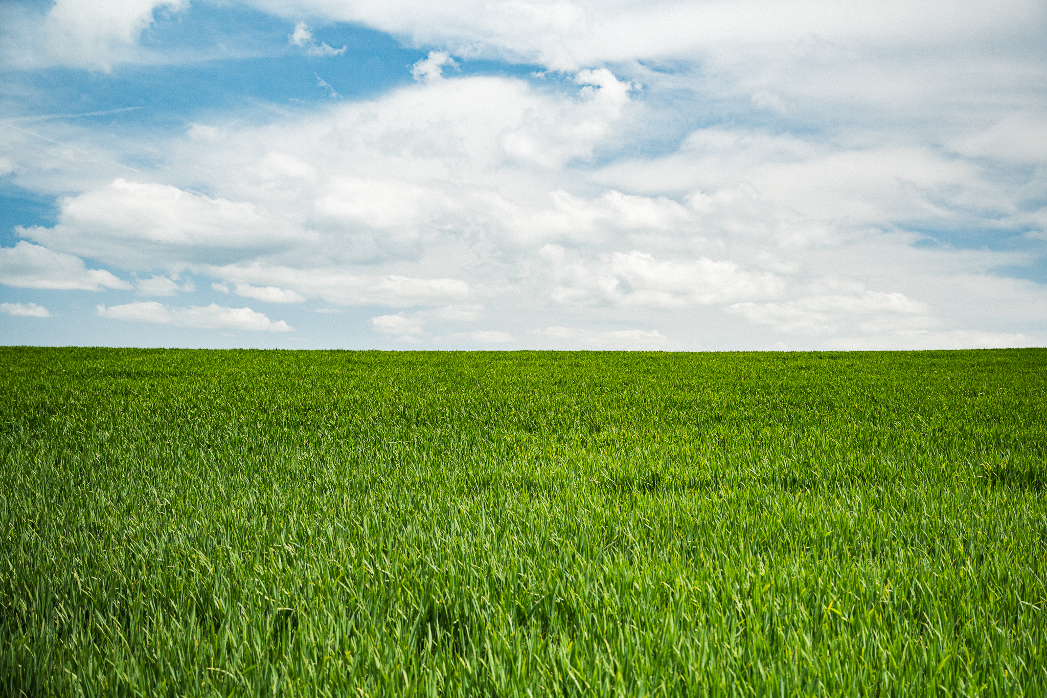 A wide green field under a blue sky filled with white clouds.