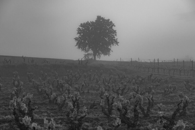 Monokróm kép egy magányos, lombos fáról, amely a ködös tájban lévő szőlőtőkék sora felett áll.