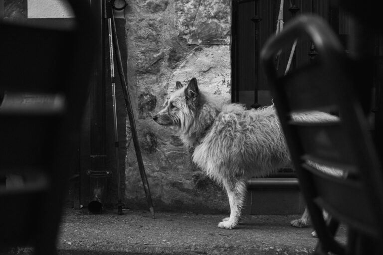 A black and white photograph of a shaggy-haired dog standing in profile before a stone wall, framed by two dark chairs in the foreground.
