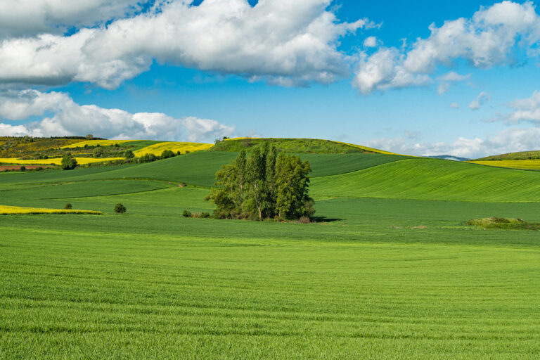 A cluster of tall trees stands in the middle of rolling green fields under a blue sky with white clouds.