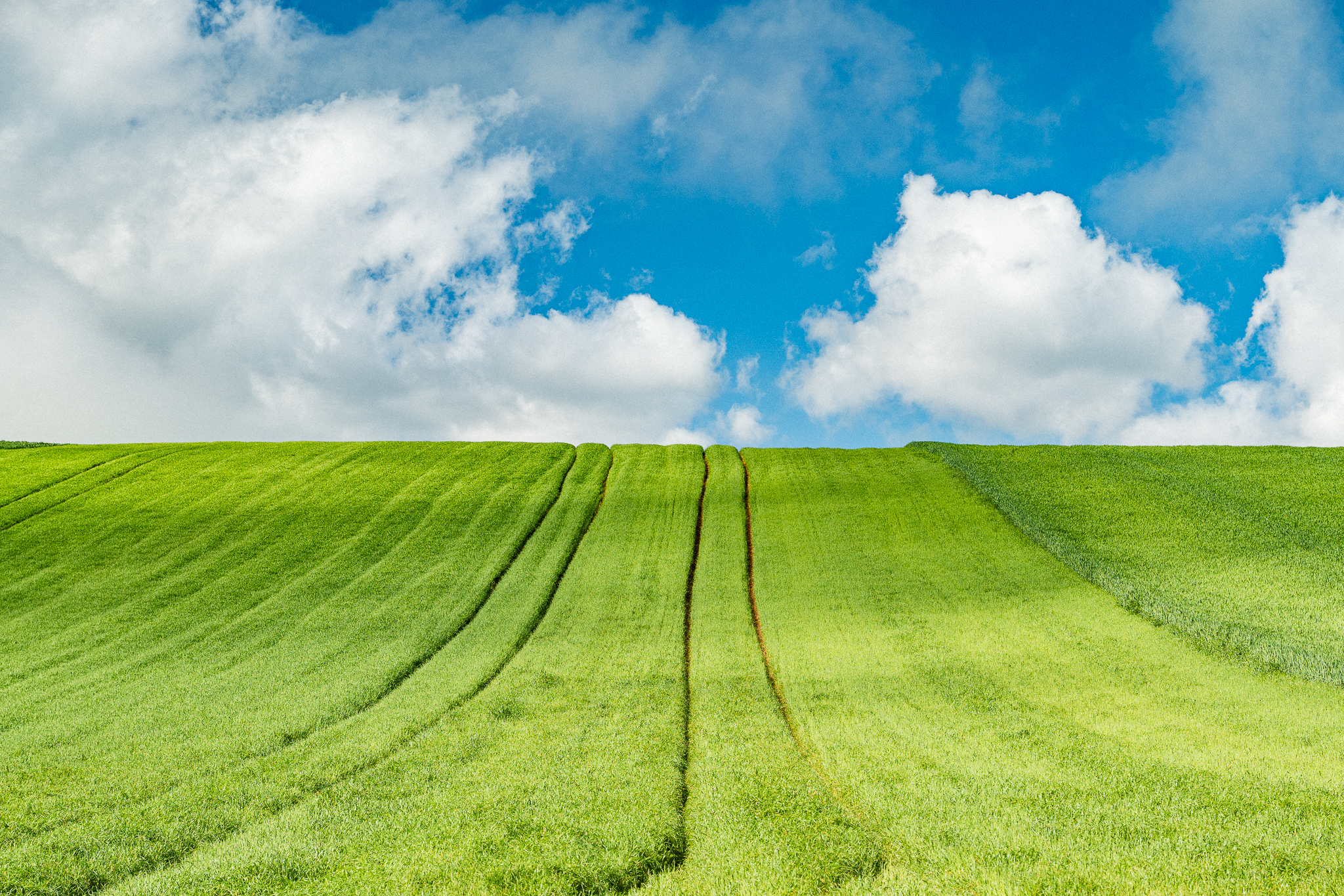 Green rolling hills with parallel tractor tracks ascend toward a blue sky filled with white cumulus clouds.