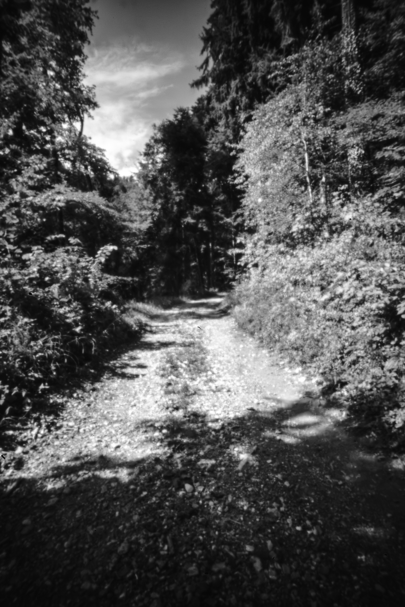 Monochrome Lochkamera-Fotografie eines schmalen Waldwegs, der sich durch dichte Bäume schlängelt, mit einfallendem Sonnenlicht.